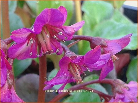 Bergenia cordifolia 'Eroica'