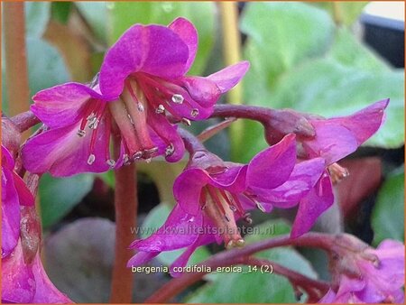 Bergenia cordifolia &#39;Eroica&#39;