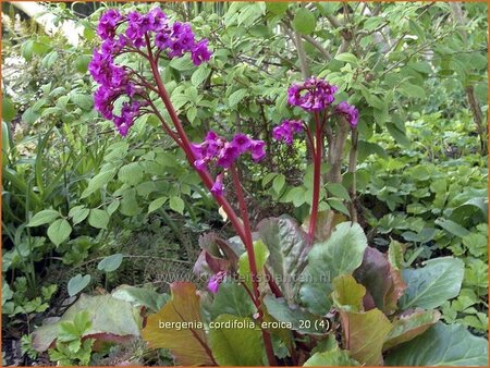 Bergenia cordifolia 'Eroica'