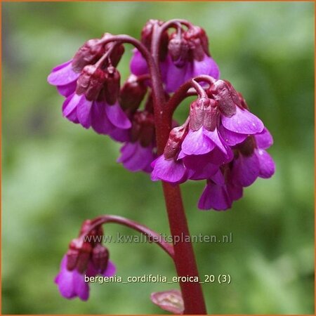 Bergenia cordifolia 'Eroica'