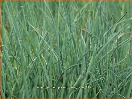 Allium schoenoprasum &#39;Rising Star&#39;