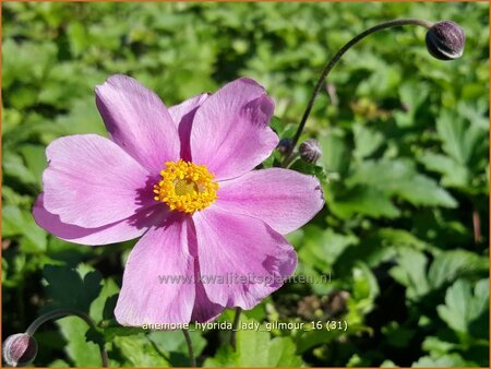 Anemone hybrida 'Lady Gilmour'