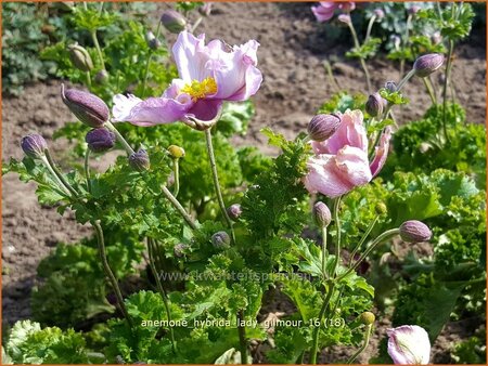 Anemone hybrida 'Lady Gilmour'