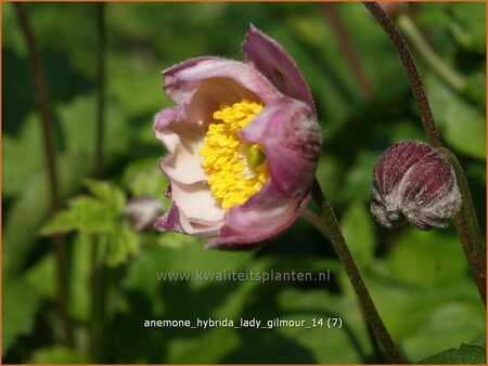 Anemone hybrida 'Lady Gilmour'