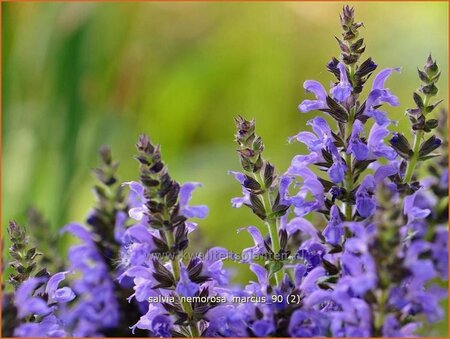 Salvia nemorosa 'Marcus'