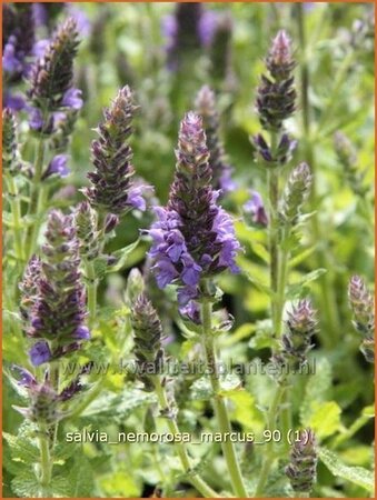 Salvia nemorosa 'Marcus'