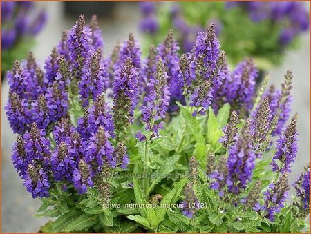 Salvia nemorosa 'Marcus'