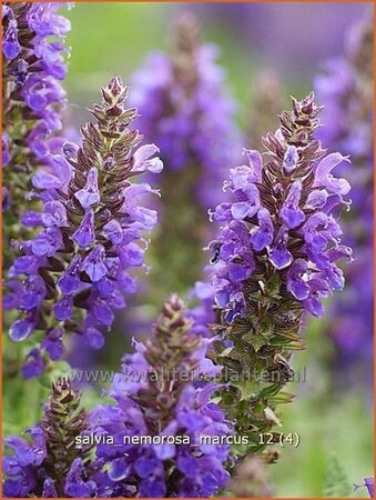 Salvia nemorosa 'Marcus'