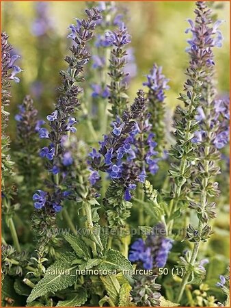 Salvia nemorosa &#39;Marcus&#39;