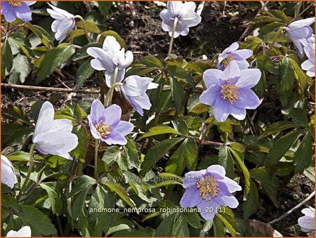 Anemone nemorosa &#39;Robinsoniana&#39;