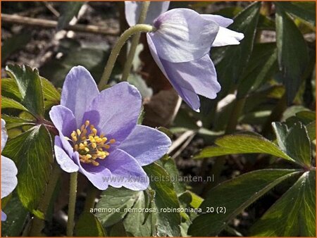 Anemone nemorosa &#39;Robinsoniana&#39;
