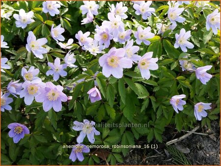 Anemone nemorosa &#39;Robinsoniana&#39;