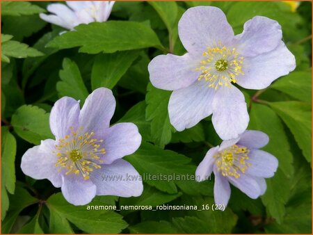 Anemone nemorosa &#39;Robinsoniana&#39;
