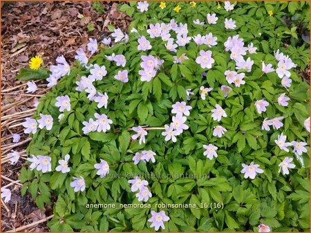 Anemone nemorosa &#39;Robinsoniana&#39;