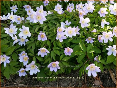 Anemone nemorosa &#39;Robinsoniana&#39;