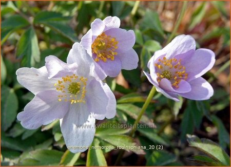 Anemone nemorosa &#39;Robinsoniana&#39;