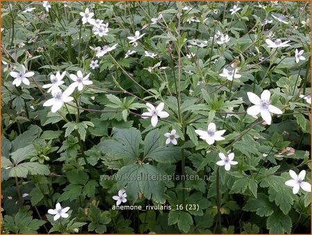 Anemone rivularis