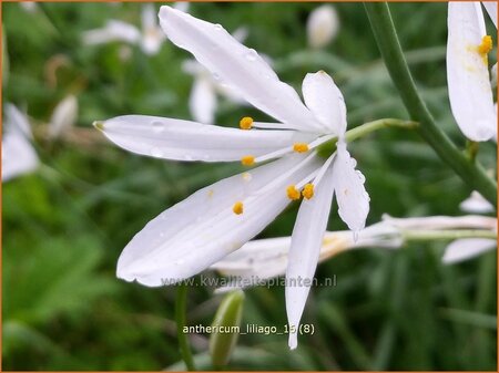 Anthericum liliago