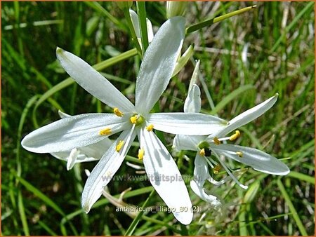 Anthericum liliago