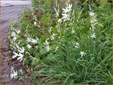 Anthericum liliago