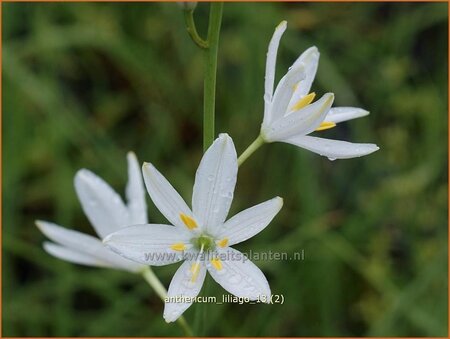 Anthericum liliago