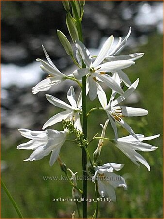 Anthericum liliago