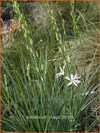 Anthericum liliago