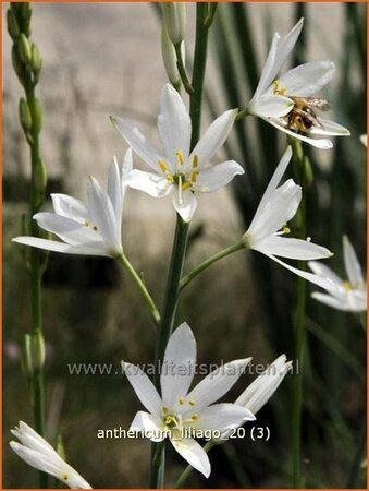 Anthericum liliago