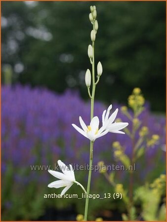 Anthericum liliago