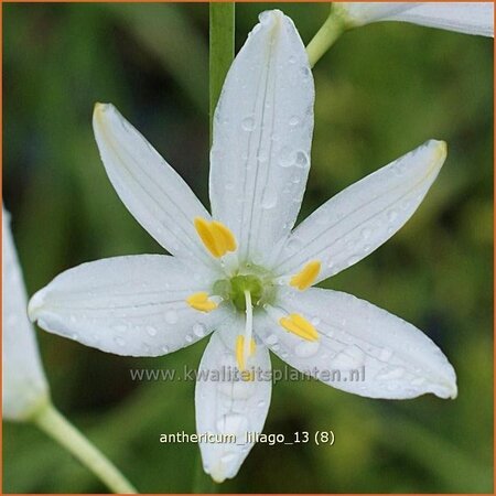 Anthericum liliago