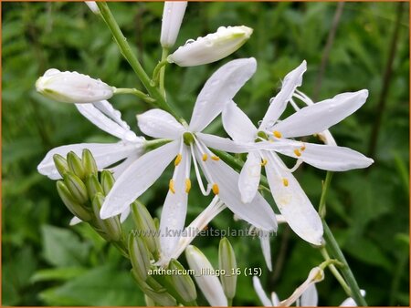 Anthericum liliago