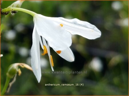 Anthericum ramosum