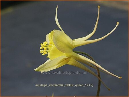 Aquilegia chrysantha &#39;Yellow Queen&#39;