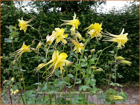 Aquilegia chrysantha &#39;Yellow Queen&#39;