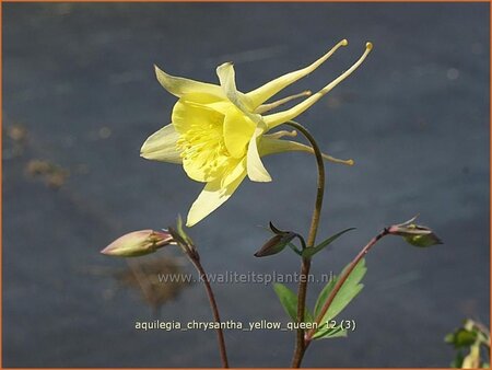 Aquilegia chrysantha &#39;Yellow Queen&#39;