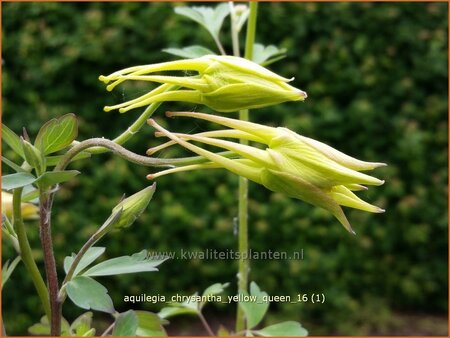 Aquilegia chrysantha &#39;Yellow Queen&#39;