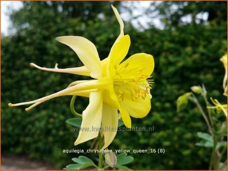 Aquilegia chrysantha &#39;Yellow Queen&#39;