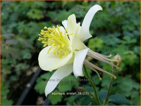Aquilegia 'Kristall'