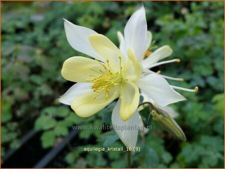 Aquilegia &#39;Kristall&#39;