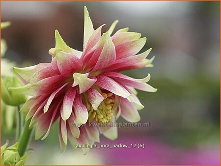 Aquilegia 'Nora Barlow'
