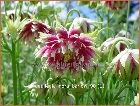 Aquilegia 'Nora Barlow'