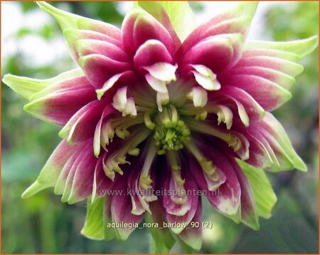 Aquilegia 'Nora Barlow'