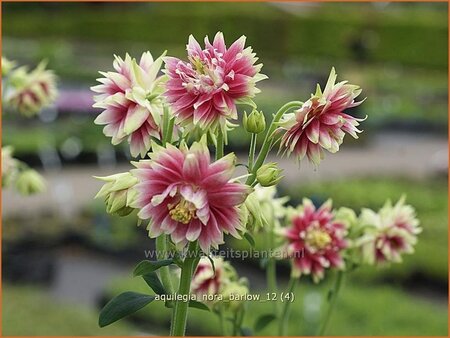 Aquilegia 'Nora Barlow'