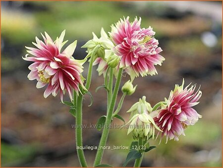 Aquilegia 'Nora Barlow'