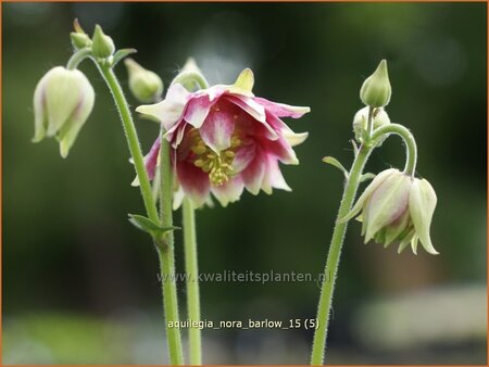 Aquilegia 'Nora Barlow'