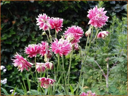 Aquilegia 'Nora Barlow'