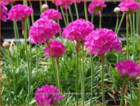 Armeria maritima &#39;Düsseldorfer Stolz&#39;