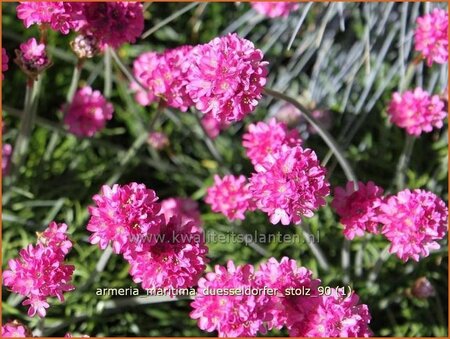 Armeria maritima &#39;Düsseldorfer Stolz&#39;