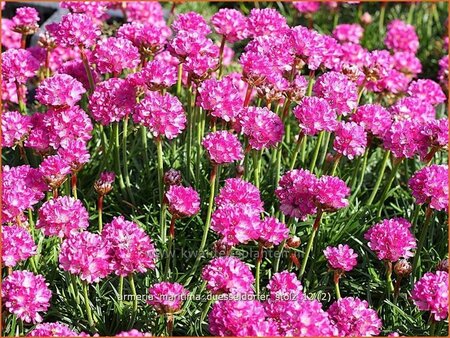 Armeria maritima &#39;Düsseldorfer Stolz&#39;