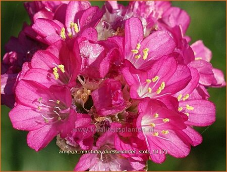 Armeria maritima &#39;Düsseldorfer Stolz&#39;